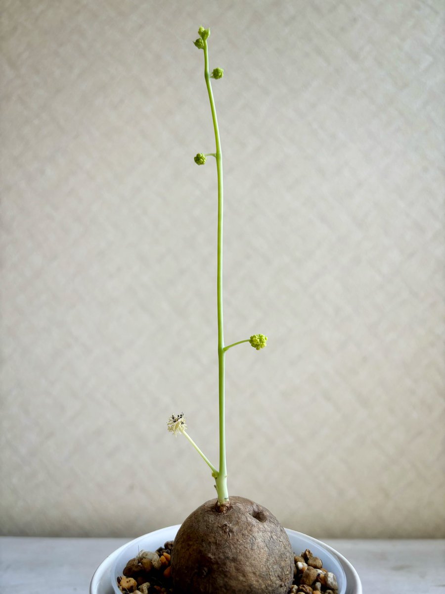 ステファニア - Search / X