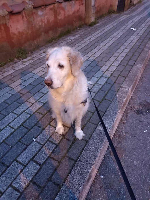 Bu masum surat terkediliyormuş. 8 yaşında, dişi, sara hastası, ilacını aldığı sürece kriz geçirmiyormuş. Hep evde yaşamış, evde havlamaz, çok sakin ve uyumlu demişler. 
İletişim 05324092044
İSTANBUL 

<a href="/nesliko/">Neslihan</a>