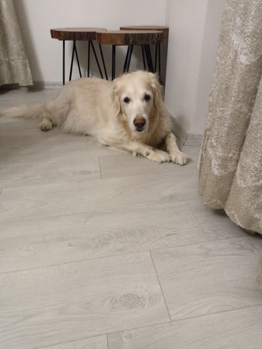 masum_gozler's tweet photo. Bu masum surat terkediliyormuş. 8 yaşında, dişi, sara hastası, ilacını aldığı sürece kriz geçirmiyormuş. Hep evde yaşamış, evde havlamaz, çok sakin ve uyumlu demişler. 
İletişim 05324092044
İSTANBUL 

@nesliko https://t.co/XnMHISUIuR