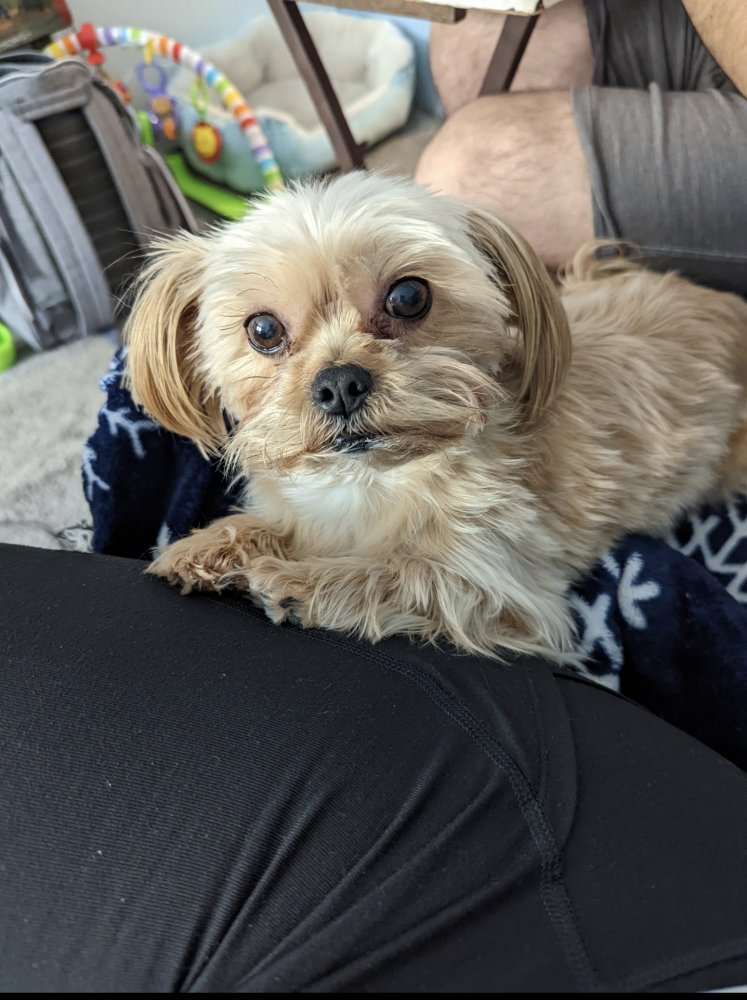 GINGER IS MISSING IN JERSEY CITY: last seen at Beacon and Summit. If youve seen or found her please go here: 
lostmydoggie.com/details.cfm?pe… and/or phone 877-818-0060 and PLEASE RT GINGER!