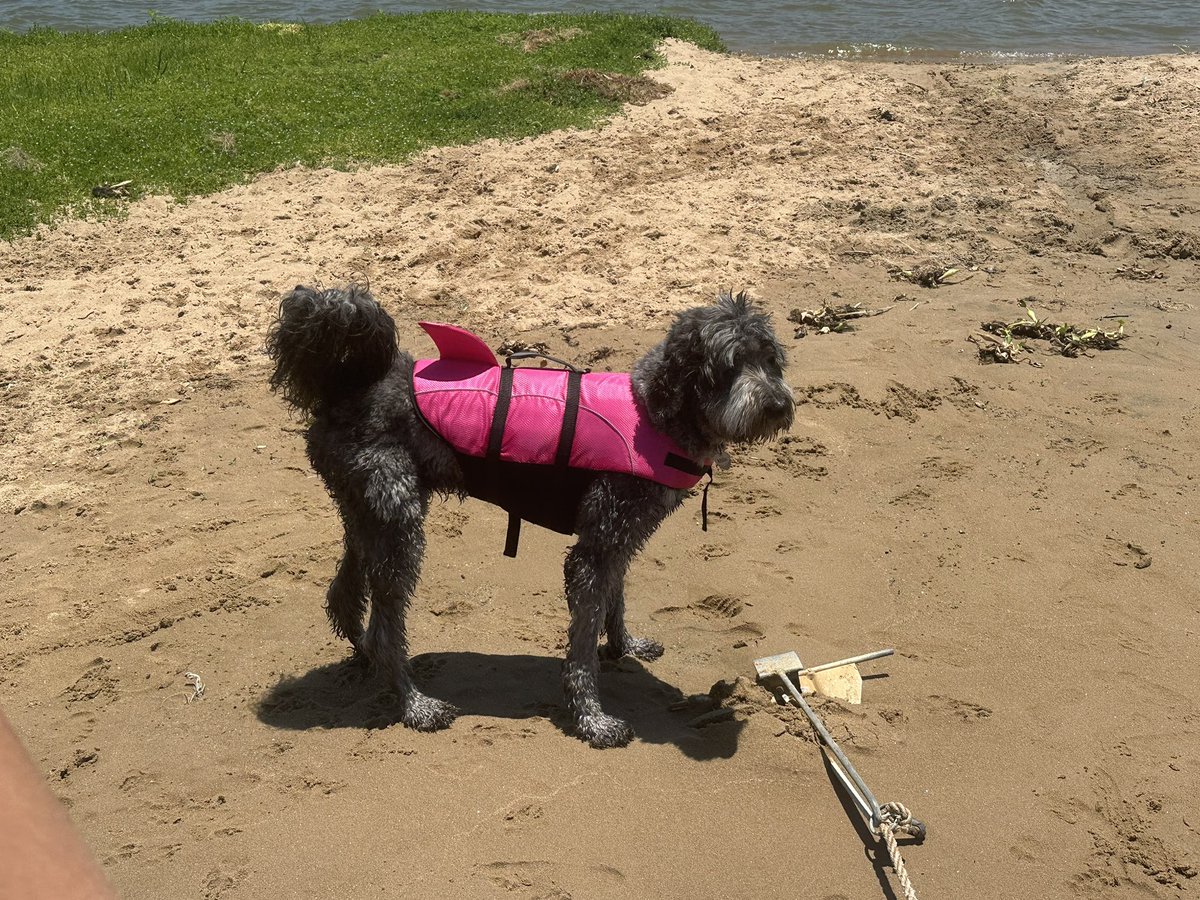 Baldwin Elementary Counseling (@baldwincares) on Twitter photo Millie has had an awesome summer and missed her <a href="/BaldwinBobcats/">Baldwin Elementary</a>! She can’t wait to see everyone soon when school is back in session. 💜🐾💛 <a href="/Baldwin_PTA/">Baldwin PTA</a> <a href="/BaldwinReads/">BaldwinReads</a> #therapydogonsummerbreak Millie has had an awesome summer and missed her <a href="/BaldwinBobcats/">Baldwin Elementary</a>! She can’t wait to see everyone soon when school is back in session. 💜🐾💛 <a href="/Baldwin_PTA/">Baldwin PTA</a> <a href="/BaldwinReads/">BaldwinReads</a> #therapydogonsummerbreak