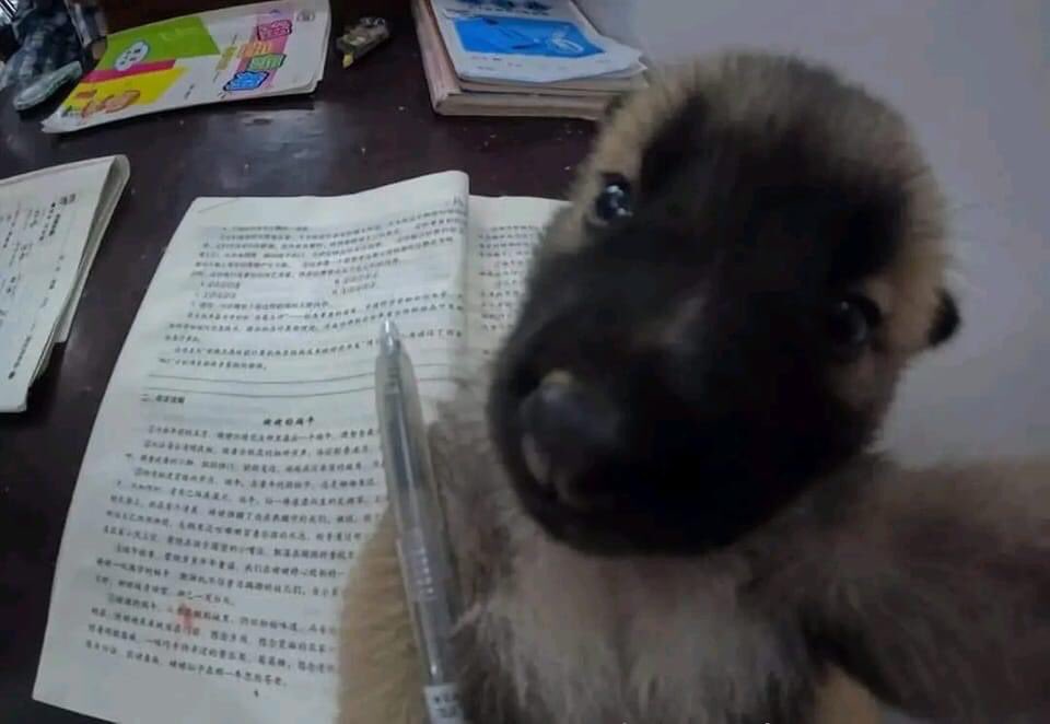 atrasdaprovacao's tweet image. #studytwt | #studytwtbr | #conctwt

- gê, 1998's
- assistente social
- servidora pública 
- concurseira
- compartilhamento da minha rotina e afins 

♡/↺ = moots