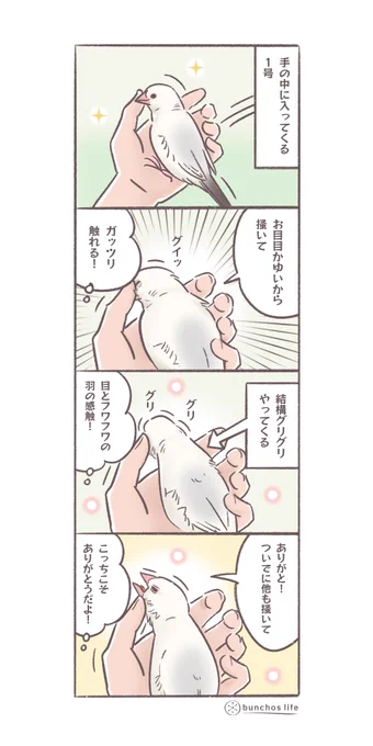 目が痒い文鳥とがっつり触りたいかいぬしwin winな関係✨
#文鳥 
#4コマ漫画 