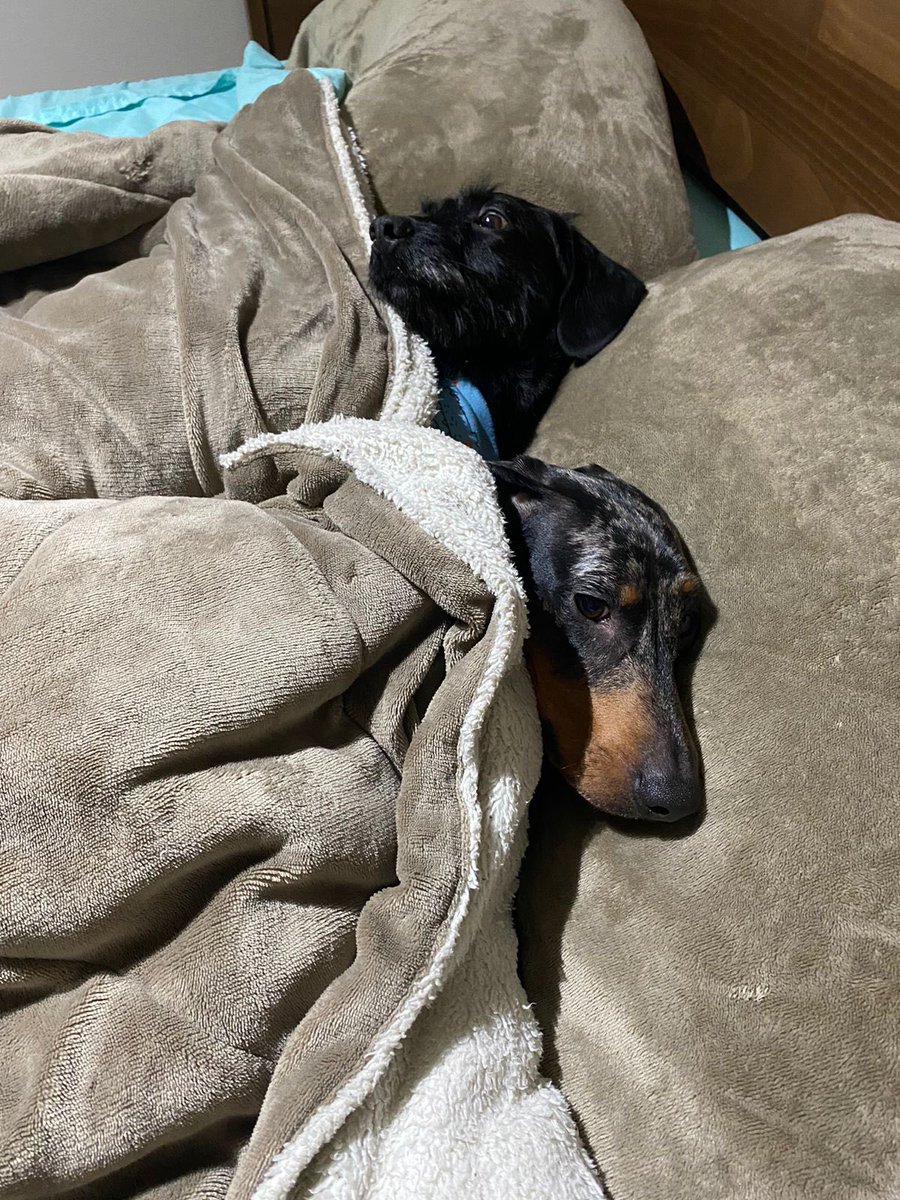 nikkiesperanza's tweet photo. #GranHermamoCHV aquí esperando la SANGRE SANGRE SANGRE! Mientras las bendis, Kai y Bolt, están durmiendo 😴 ￼ saludos a mi pololo Javier ❤️￼ abrazos desde Conce para Ud tío Miaaaaaachú 🤧 @ClaudioMichaux https://t.co/Wba8yOeox2