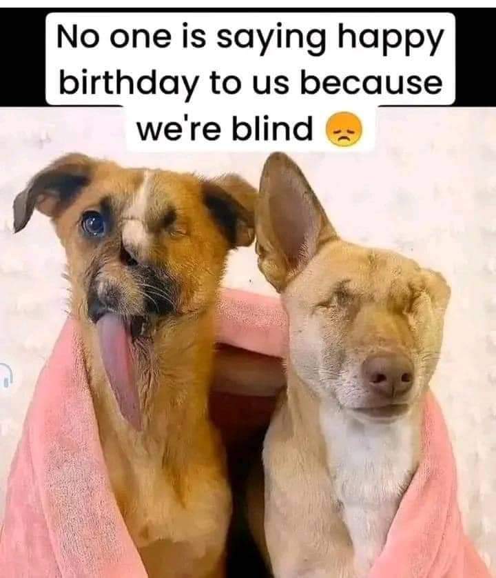 Happy Dog tweet media