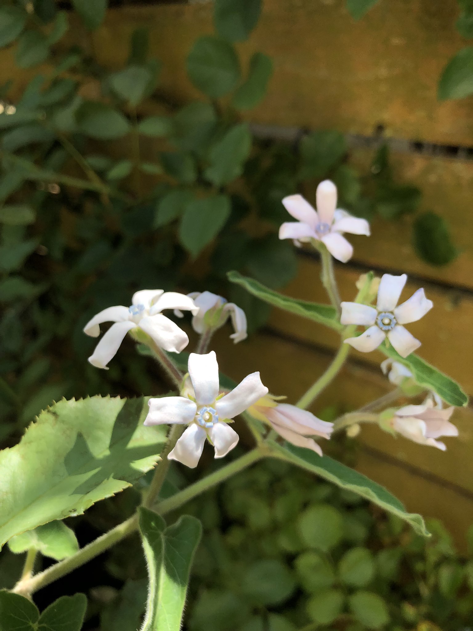 桃色たんぽぽ (@momoirotanpopo1) / X