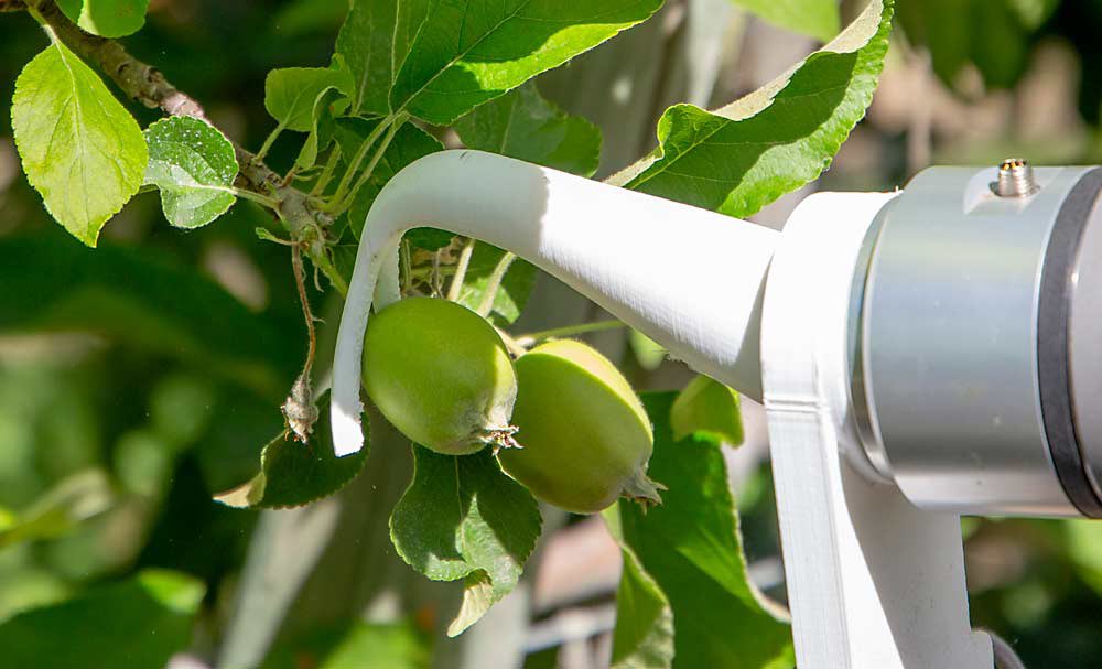 Robots are reaching beyond harvest! Discover how advanced robotics are revolutionizing agriculture by performing tasks throughout the growing season. #AgTech #Robotics #SmartFarming

Watch more: [Good Fruit Grower](goodfruit.com/robots-reachin…)