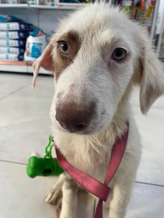 Bu kız hasta halde bulunmuş, tedavi görüp iyileşmiş fakat şu şekil klinikten alınmayı bekliyor. Bebek henüz, bu kaosun ortasına düşmeden geçici-kalıcı yuva bulur muyuz? İletişim: 0535 289 24 98 mesaj atabilirsiniz
İstanbul Kağıthane 

<a href="/GizemYzc/">Gizem</a>