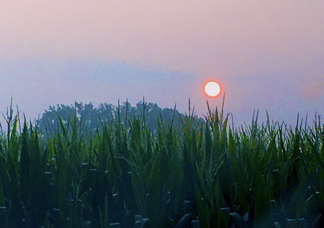 WildFlower_0121's tweet photo. This was kind of a pretty shot of sun &amp; fog this AM. #photooftheday  #PhotoMonday https://t.co/sbC3wlPgEA