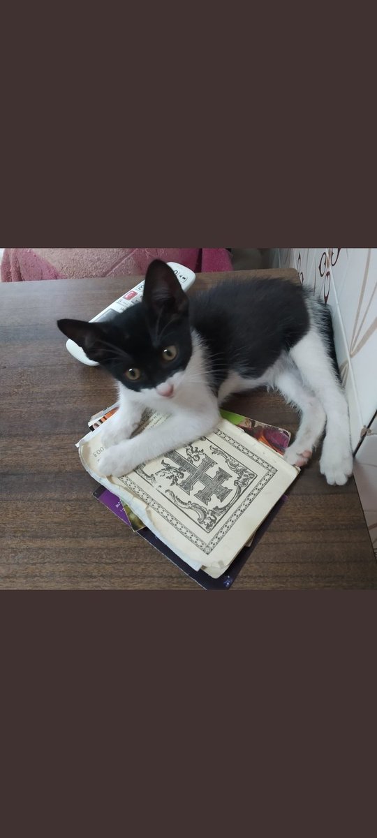 Open 🐕💕🐈🌳🦋 tweet media