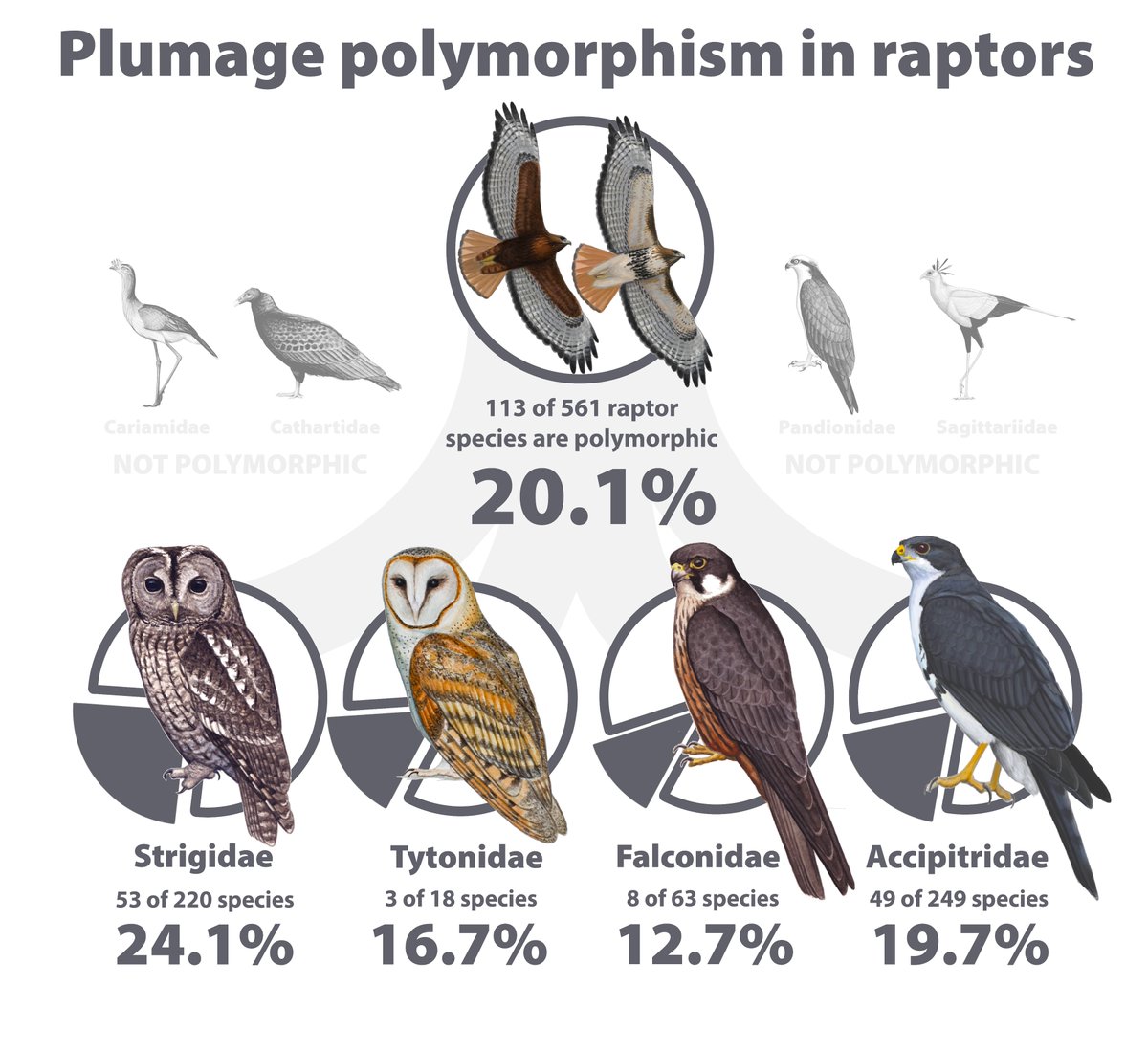 Bryce W. Robinson (@bw_robinson) on Twitter photo Why do some raptors have more than one plumage morph? In a new publication in Ornithology, we outline what is currently known, and the rich research potential provided by plumage polymorphism in this group.
doi.org/10.1093/ornith….
<a href="/AmOrnith/">American Ornithological Society</a> Why do some raptors have more than one plumage morph? In a new publication in Ornithology, we outline what is currently known, and the rich research potential provided by plumage polymorphism in this group.
doi.org/10.1093/ornith….
<a href="/AmOrnith/">American Ornithological Society</a>
