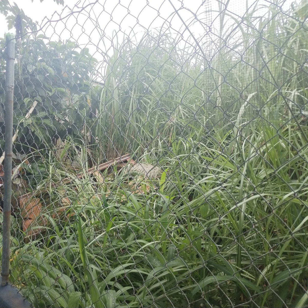 Evitemos una epidemia de dengue en res. Vista alegre calle 4ta norte frente al cuadro cerro patacón en una casa ojalá puedan hacer una jornada de limpieza hay niños alrededor y personas mayores <a href="/JERMAINECUMBERB/">JERMAINE CUMBERBATCH</a> <a href="/alcarraijan/">Arraijan en la noticia</a>  <a href="/Stefanypenalba/">STEFANY DAYAN PEÑALBA</a> <a href="/denunciapmoeste/">elinformantedelwest</a>