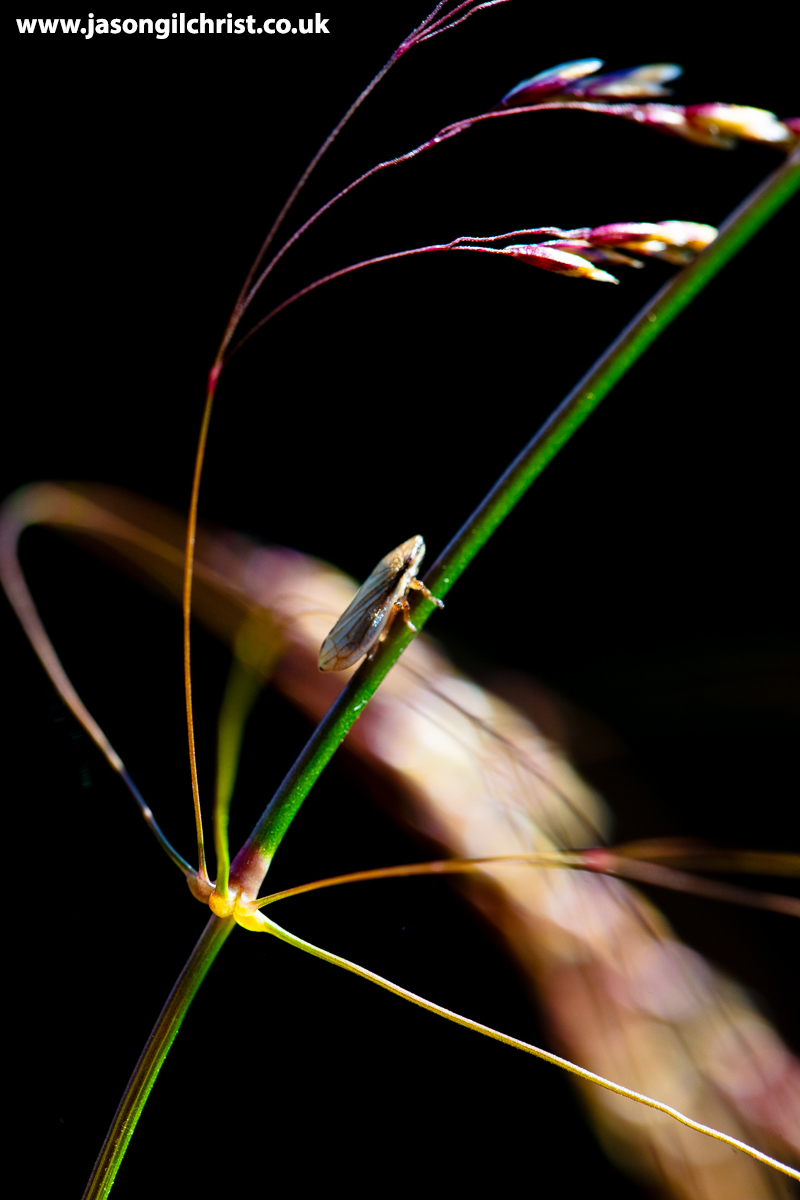 jgilchrist13's tweet image. Leafhopper bug.
Cicadellidae, Hemiptera.
On tufted hair grass, Deschampsia cespitosa.
Ravencraig Woodland.
Bathgate Hills.
West Lothian.
Scotland.
#LeafHopper #bug #Cicadellidae #Hemiptera #Deschampsiacespitosa #macro #MacroHour #ThePhotoHour #BathgateHills #WestLothian #Scotland