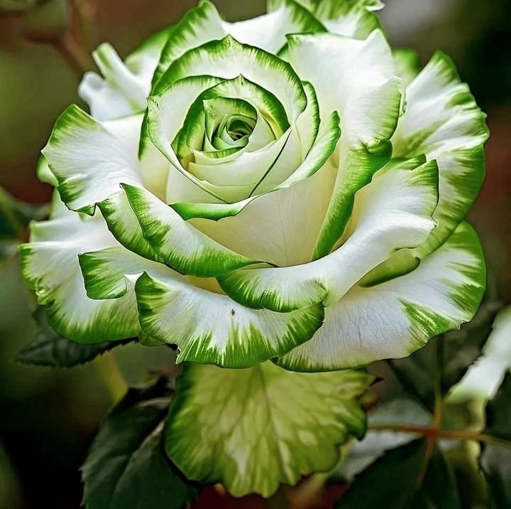 mamiRD_'s tweet photo. 💚🌺
🌺#ELIFRIENDS
💚🌺#tmLily
@Da__Eliz
@Lily_Tmlily
@mvf7186
@miarianmoreno
@Ldovyka
@DyelQueM
@goldisez
@aditi_kumari__
@florchicana
@mgor2021
@majd9757
@S2_CarlaS2
@WALLI27
@x4Eileen
@Alana__28
@insaurraldeh
@ElBlondyRD
@exist0303
@AlexMont97
@vinaymishra1961
@RobertPage68 https://t.co/z5gufQeyL6