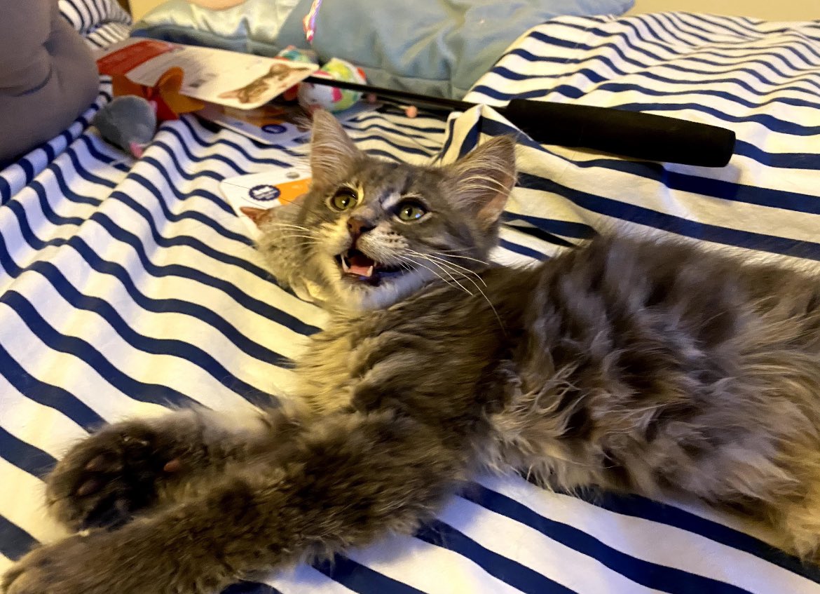 Dr. Sport Pepper The Cat tweet media