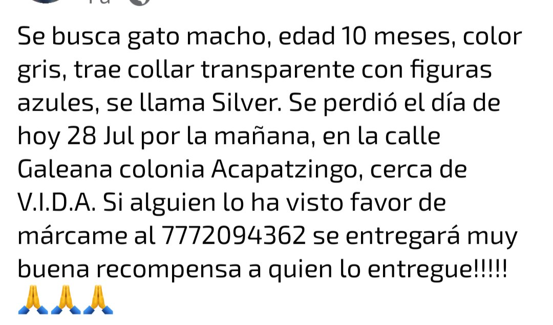 JardinDeCuerna's tweet photo. Gato macho Azul Ruso, se extravió en la calle Galeana, colonia Acapatzingo al llevarlo a esterilizar, contacto en el número de la imagen #GatoExtraviado #Acapatzingo #Cuernavaca #México ayudemos a difundir https://t.co/riIFyOgKL2