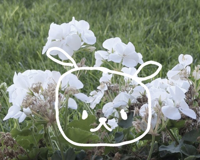 veryluckyclover's tweet photo. flower puppy https://t.co/z4Lc1XJHne
