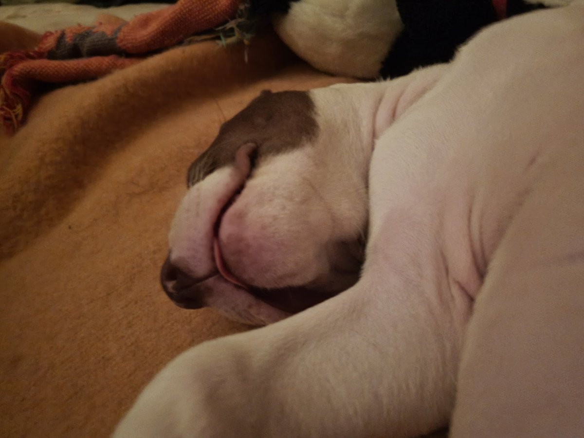 4HER2HIM's tweet photo. @jamiedlux Look at my new furBaby!! June/JuneBug.. call8ng her JoonieBoonie most of the time though:p  I forgot hoe much I love skunky pupper breath!! 😍 🐾🐾🐕💨 https://t.co/A8hZG9t6wO