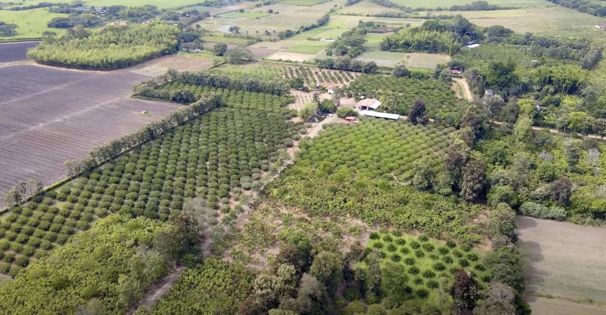 SomosAGROSAVIA's tweet photo. Nuestros expertos instalaron una red IoT en 10 cultivos del norte del Valle del Cauca para medir la disponibilidad de agua en el suelo en tiempo real y dar soluciones tecnológicas a los productores para regar. https://t.co/FiL5Vqn8Aj https://t.co/fV2FCFfTON