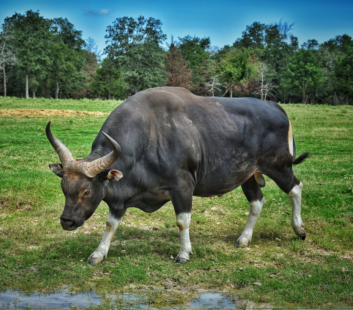 ArtLeonJr's tweet photo. Take bull by the horns 🤘
#bull #animals_captures #animal_fanatics #animalelite #wildlifephotography #wildlifephoto https://t.co/FEizoKk7lk