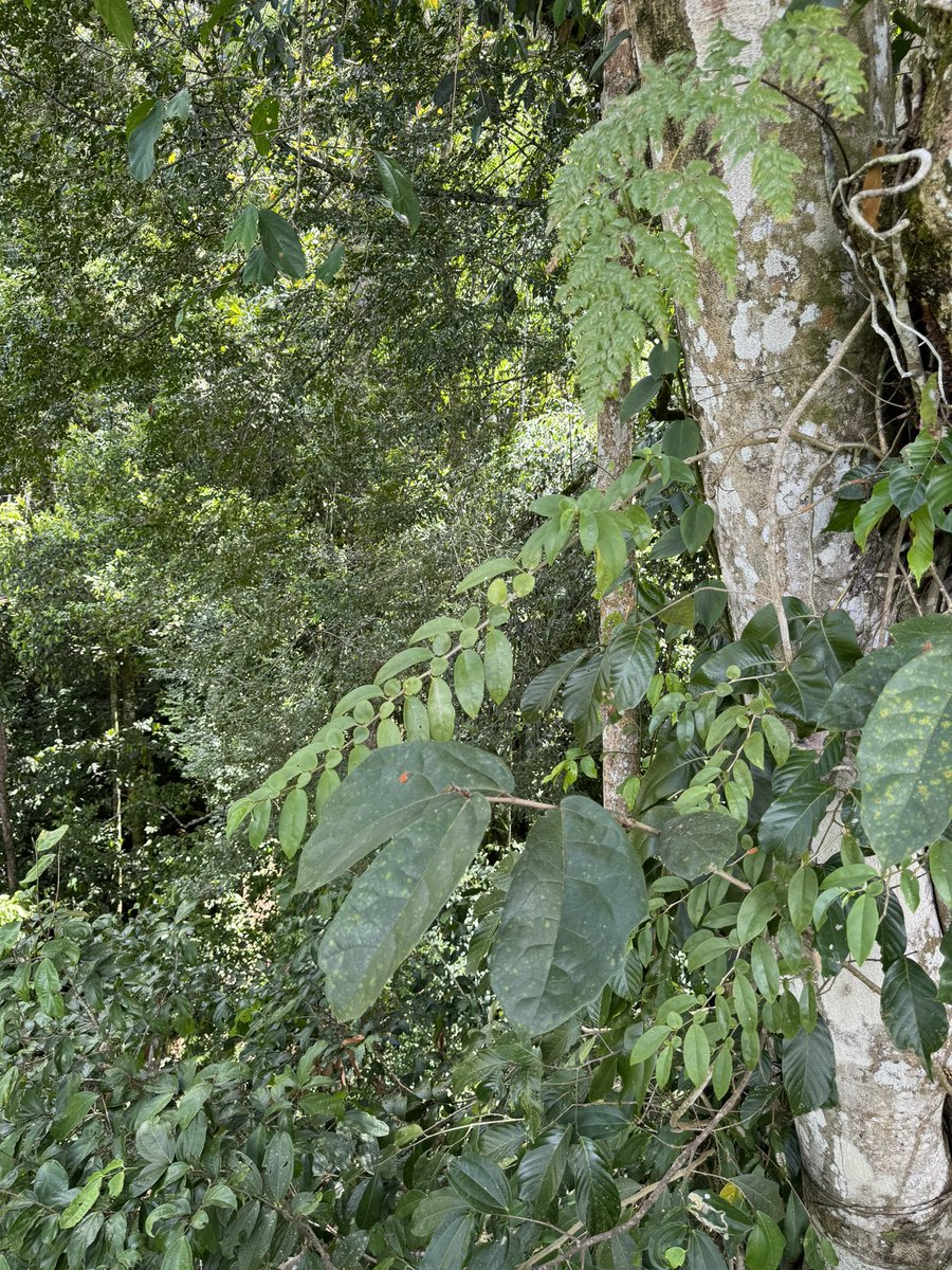 YeeWen Low (刘 逸 汶) tweet media