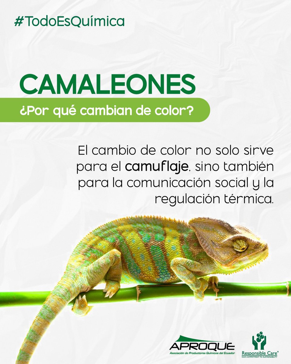 aproquerc's tweet photo. ¡Adéntrate en el fascinante mundo de los camaleones y su increíble habilidad para cambiar de color! ¿Sabías que estos sorprendentes reptiles utilizan la química para adaptarse a su entorno y comunicarse?

¡Explora con nosotros el secreto químico detrás del espectacular cambio! https://t.co/k4rmvbv2VD