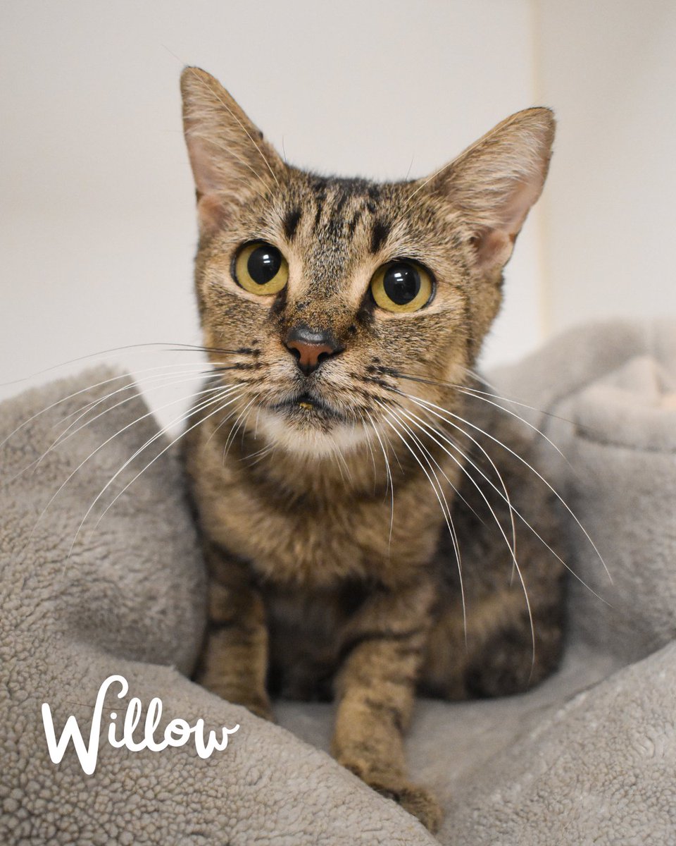 New shelter cat photos just dropped 😎

Who are you taking home?

Adult cat adoption fees are WAIVED all summer, so come on in and adopt your new BFF! ☀️