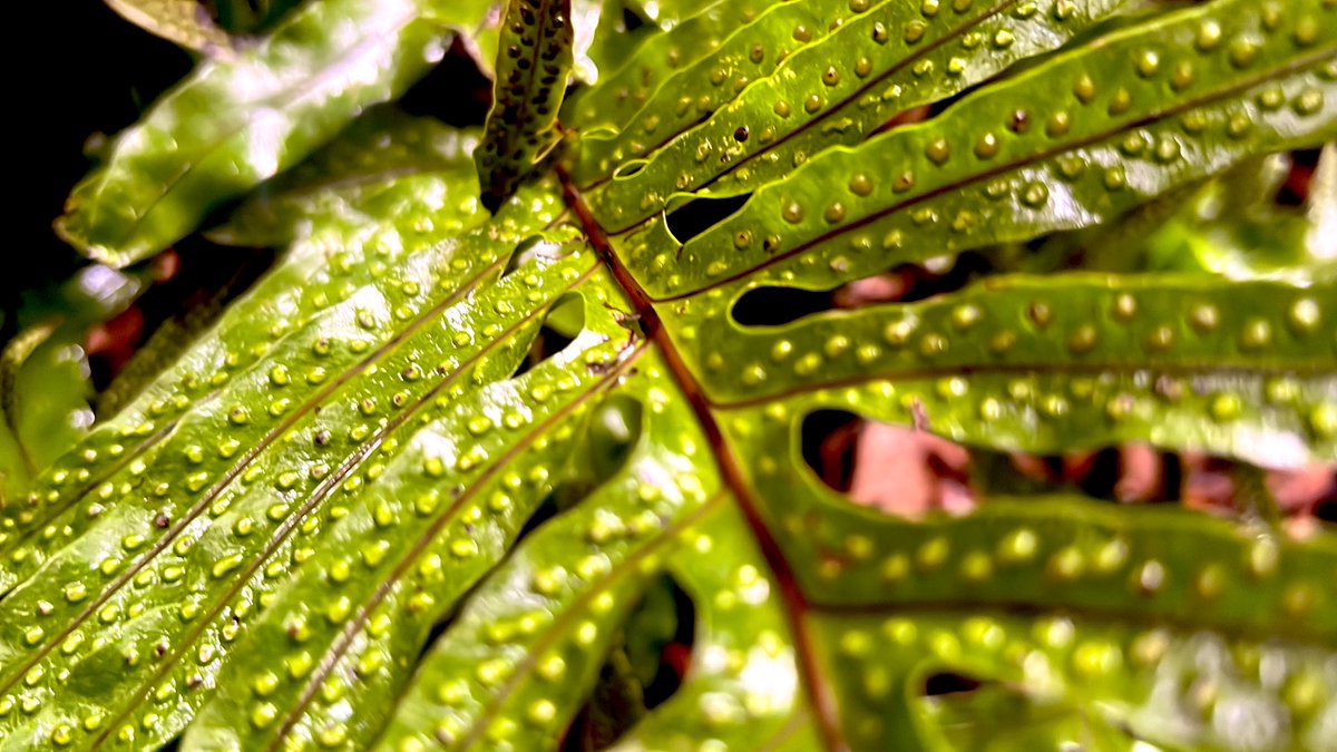 Mire <a href="/don_helecho/">𝑫𝒐𝒏 𝑯𝒆𝒍𝒆𝒄𝒉𝒐 🌿</a> unas bellas esporas. 💚