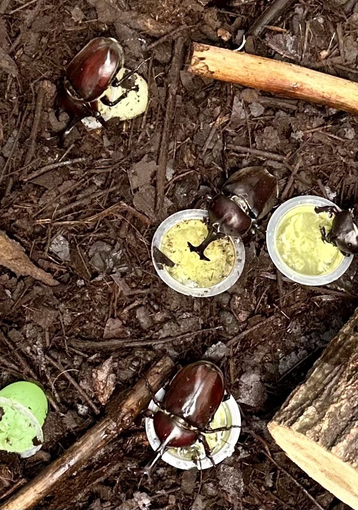 恒例の夏休み大人も子供も野球大会は明日開催です
皆様のお越しをお待ちしています
⭕️イベント企画
①ロングティー対決(商品あり)
②試合(真剣勝負)
③カブトムシプレゼント(希望者。数に限りがありますので希望者多数の場合はジャンケン)
④元ソフトバンクホークス中西健太さんから技術指導＆質問受付