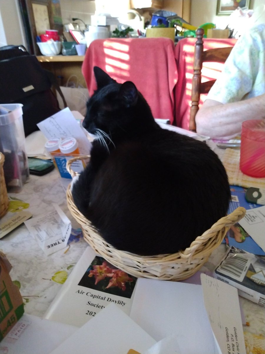No meal is truly complete without a fresh loaf of cat on the table.
