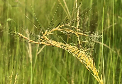 Phytotaxa's tweet photo. Dimeria anandibaiana (#Poaceae: Panicoideae): a #newspecies from Konkan region of Maharashtra, #India 
https://t.co/MKv5okQFIe 
#Taxonomy https://t.co/dQIKxNQuLB