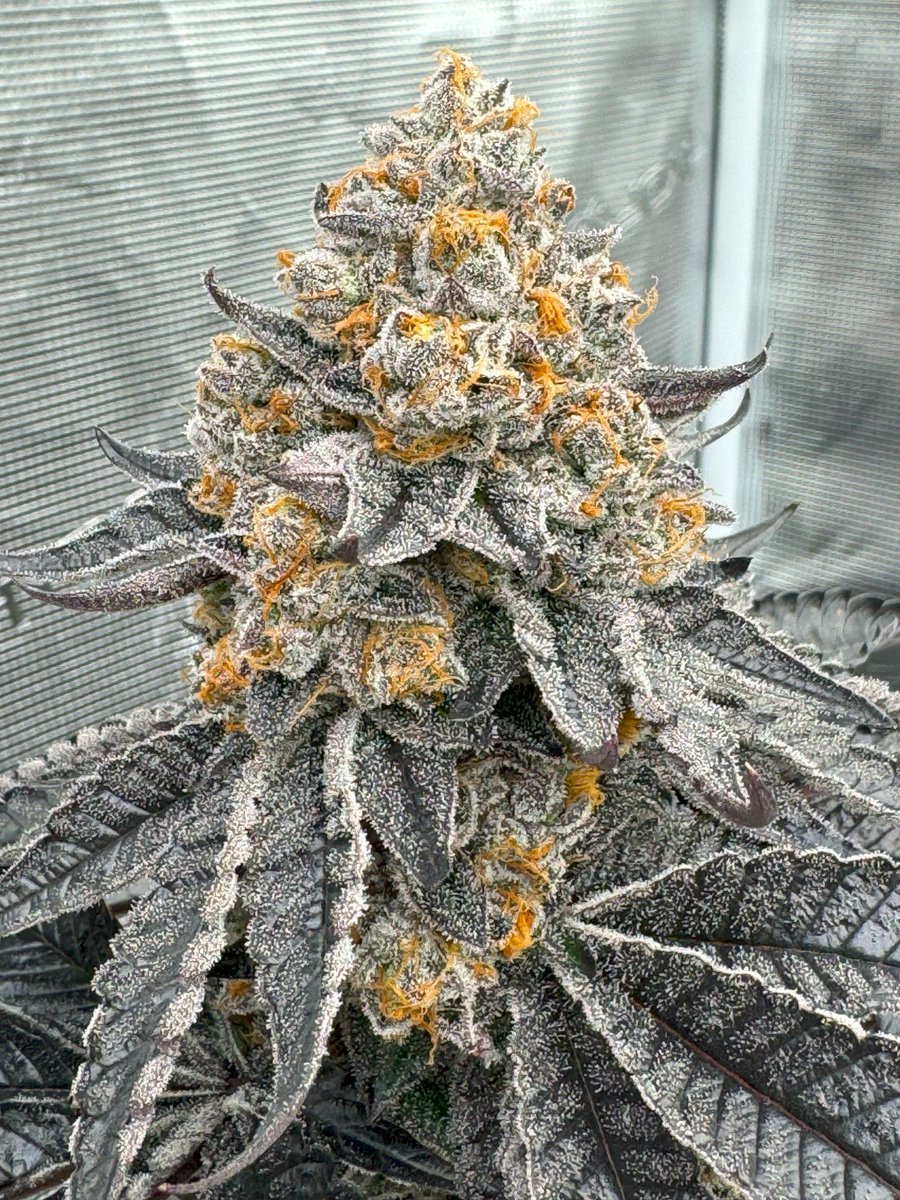 snoopdoggslungz's tweet photo. 📸Bulletproof 
#weed https://t.co/n005oYVmVl