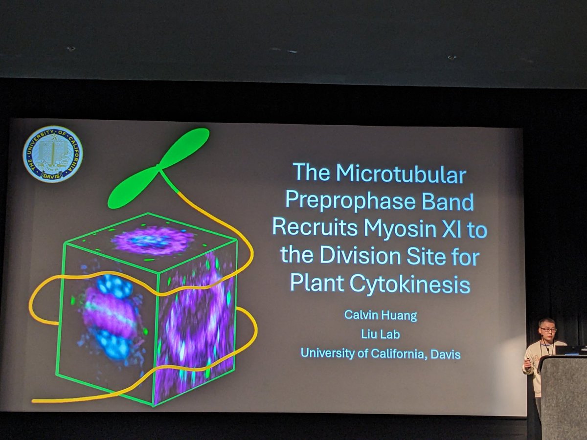 Aimee Uyehara (@plantsdonttweet) on Twitter photo Rereading this beautiful paper (doi.org/10.1016/j.devc…) by Calvin <a href="/cowvun/">Calvin Huang</a> (graduate student in Bo Liu's lab at UC Davis) and coauthors. Here's Calvin presenting their work at #ICAR2024SanDiego 🤩 Rereading this beautiful paper (doi.org/10.1016/j.devc…) by Calvin <a href="/cowvun/">Calvin Huang</a> (graduate student in Bo Liu's lab at UC Davis) and coauthors. Here's Calvin presenting their work at #ICAR2024SanDiego 🤩