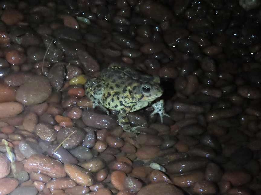 Writer_Alice's tweet image. The Lake Superior beaches on the Keweenaw Peninsula are full of these amazing American toads, out looking for grub in the moonlight. I was enchanted!