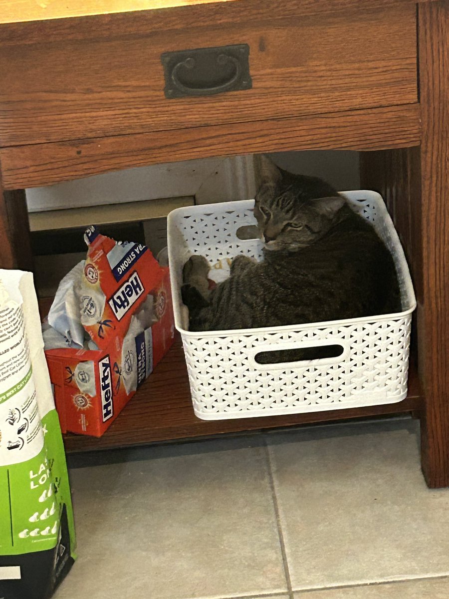Catz71's tweet photo. Here are some update photos of Max and Henry (mainly Max) being cuties this last week @thecassidyrae. I know you love photos of them https://t.co/JaaC1sEGht