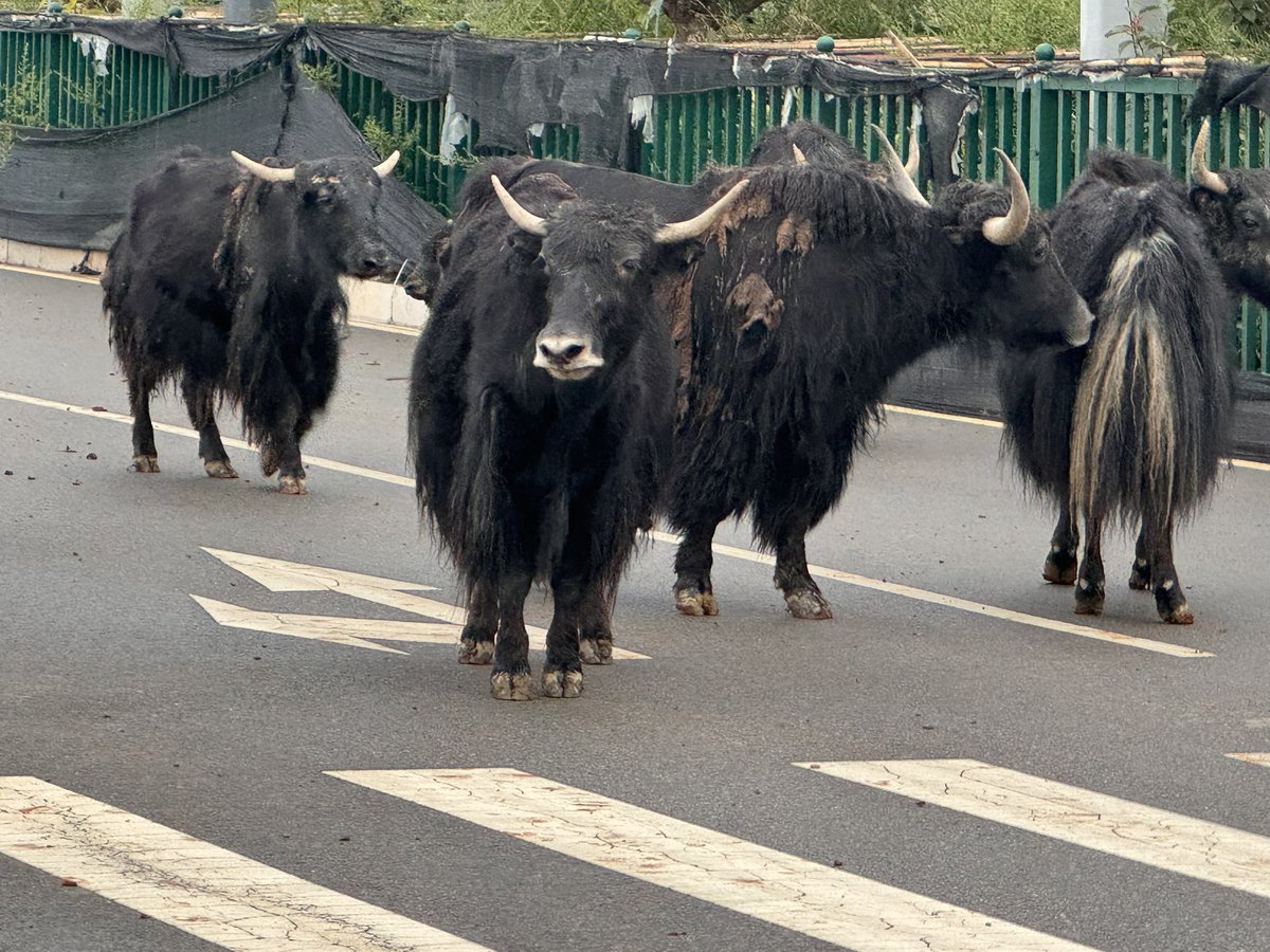 Frank Mitloehner tweet media