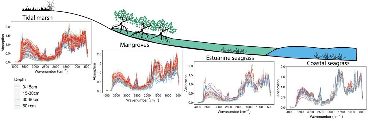 Excited to share our latest paper on using  mid-infrared spectroscopy to determine the provenance of coastal marine soils and estimate their organic and inorganic carbon content. Excellent work by the team! <a href="/raphvr/">R.A. Viscarra Rossel</a> <a href="/willamzhope/">Williamzhope</a> <a href="/oserranogras/">Oscar Serrano</a> #SLSG 

doi.org/10.1016/j.scit…