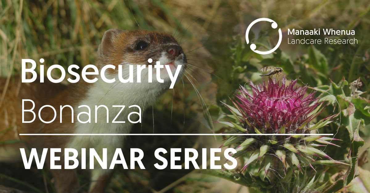 Manaaki Whenua Landcare Research (@mwlr_nz) on Twitter photo 𝗪𝗘𝗕𝗜𝗡𝗔𝗥 𝗦𝗘𝗥𝗜𝗘𝗦: find out about the latest #biosecurity research at <a href="/mwlr_nz/">Manaaki Whenua Landcare Research</a>
Includes weed biocontrol and predator control research updates.
𝗗𝗔𝗧𝗘𝗦: 10:30am & 2:30pm, Mon 19 Aug - Fri 23 Aug
𝗗𝗘𝗧𝗔𝗜𝗟𝗦 & 𝗥𝗘𝗚𝗜𝗦𝗧𝗥𝗔𝗧𝗜𝗢𝗡 » buff.ly/46sGvqF 𝗪𝗘𝗕𝗜𝗡𝗔𝗥 𝗦𝗘𝗥𝗜𝗘𝗦: find out about the latest #biosecurity research at <a href="/mwlr_nz/">Manaaki Whenua Landcare Research</a>
Includes weed biocontrol and predator control research updates.
𝗗𝗔𝗧𝗘𝗦: 10:30am & 2:30pm, Mon 19 Aug - Fri 23 Aug
𝗗𝗘𝗧𝗔𝗜𝗟𝗦 & 𝗥𝗘𝗚𝗜𝗦𝗧𝗥𝗔𝗧𝗜𝗢𝗡 » buff.ly/46sGvqF