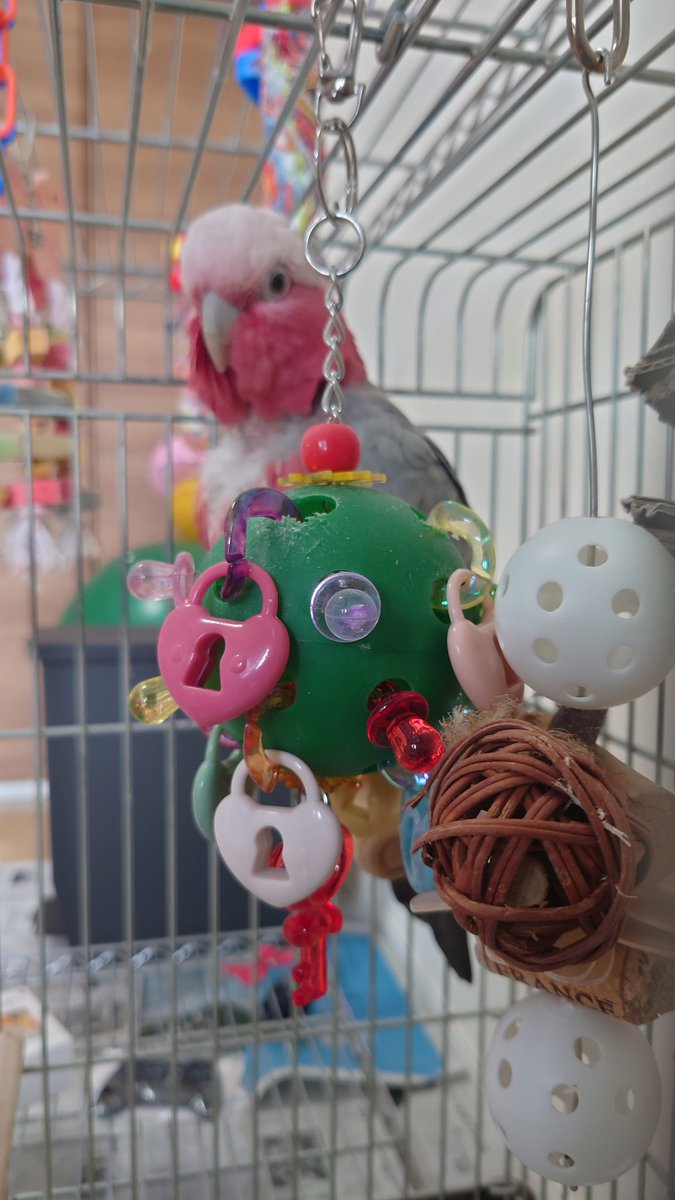 odchan's tweet photo. 新宿小鳥博に行ってきました。
モモイロインコグッツはあまり多くなかったですが魅力あるアイテムばかり。
やっぱりあーちゃんのおもちゃを購入。
早速気に入ってくれました。
#あーちゃん
#アーモンドアイ
#モモイロインコ
#新宿小鳥博 https://t.co/GTwCYY6X9a