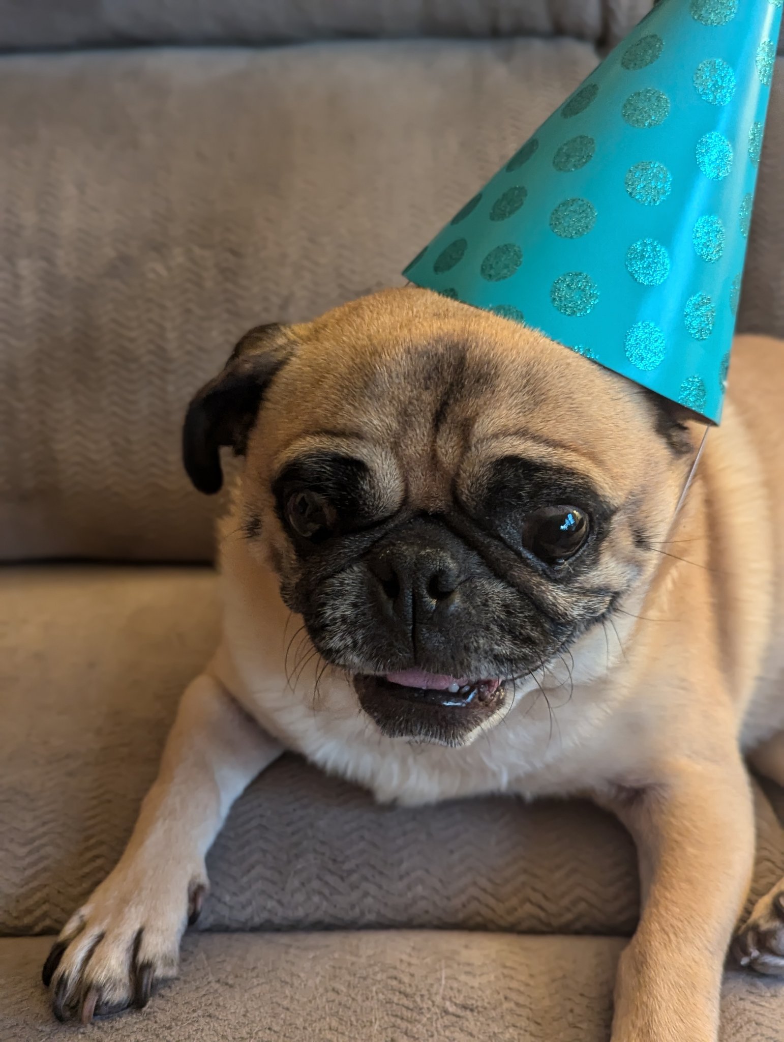 Dan Semenza on X The world is a lot sometimes so here s my pug in a party hat. He made my day today. https t jYM6lQpY7l X