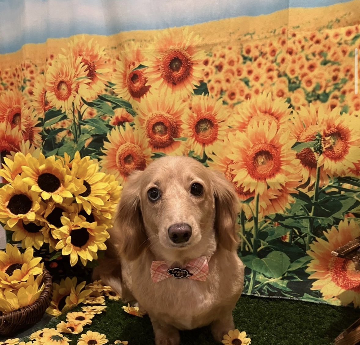 maisondemook's tweet photo. メゾン・ド・ムックHotel &amp; Spa 🐕🫧

シャンプーコースご利用いただきました🐶🫧
#ミニチュアダックス のきょうちゃん🤍
途中から慣れてきたね🌻

＊売り上げは全てシェルター費用にさせていただいております🙇‍♀️

https://t.co/FTqDnzmuvq

#保護犬 #保護犬を家族に #愛犬 #ペットサロン #トリミング https://t.co/icr0jYUsCd
