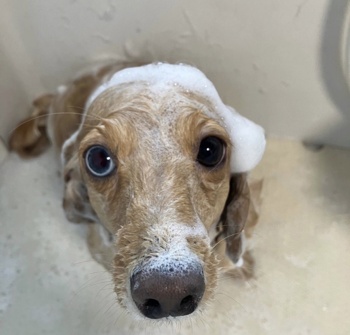 maisondemook's tweet photo. メゾン・ド・ムックHotel &amp; Spa 🐕🫧

シャンプーコースご利用いただきました🐶🫧
#ミニチュアダックス のきょうちゃん🤍
途中から慣れてきたね🌻

＊売り上げは全てシェルター費用にさせていただいております🙇‍♀️

https://t.co/FTqDnzmuvq

#保護犬 #保護犬を家族に #愛犬 #ペットサロン #トリミング https://t.co/icr0jYUsCd