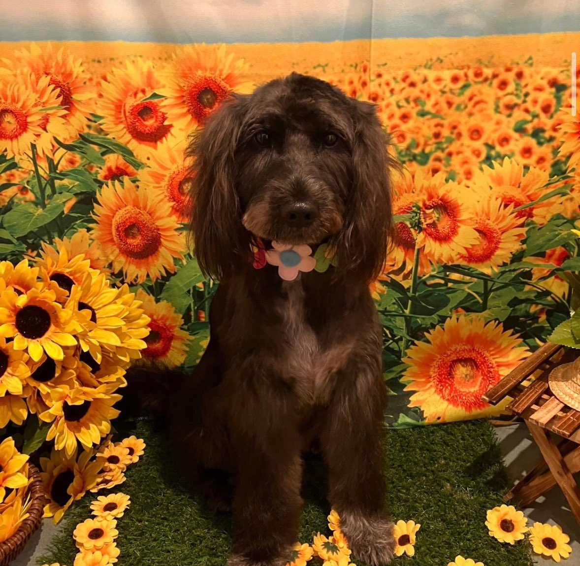 maisondemook's tweet photo. メゾン・ド・ムックHotel &amp; Spa 🐕🫧

カットコースご利用いただきました🐶✂️
#シュウナウザーEコッカー　のベルちゃん🤍
小さい時からお利口さん🌻

＊売り上げは全てシェルター費用にさせていただいております🙇‍♀️

https://t.co/FTqDnzmuvq

#保護犬 #保護犬を家族に #愛犬 #ペットサロン #トリミング https://t.co/Mq1E8dcMgC