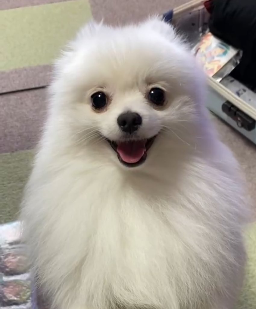netgeekAnimal's tweet photo. 血統書で犬の本名が分かる！見てみた結果 | netgeek https://t.co/YT8IDhtfVR https://t.co/kPWvMReQw6
