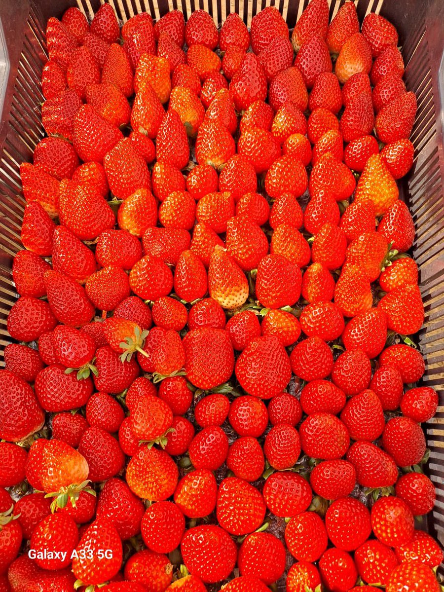 CA BRITO🐐🗿 tweet media