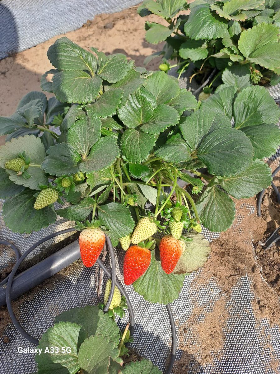 CA BRITO🐐🗿 tweet media