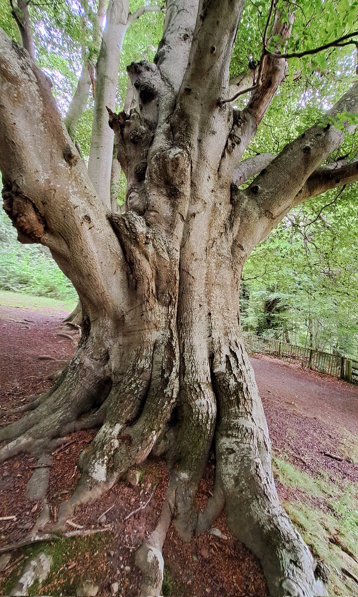 RainB47's tweet photo. The Three Beeches at #Harestanes in the Scottish Borders for #thicktrunktuesday
@tansyleemoir https://t.co/0IQ28grm6q