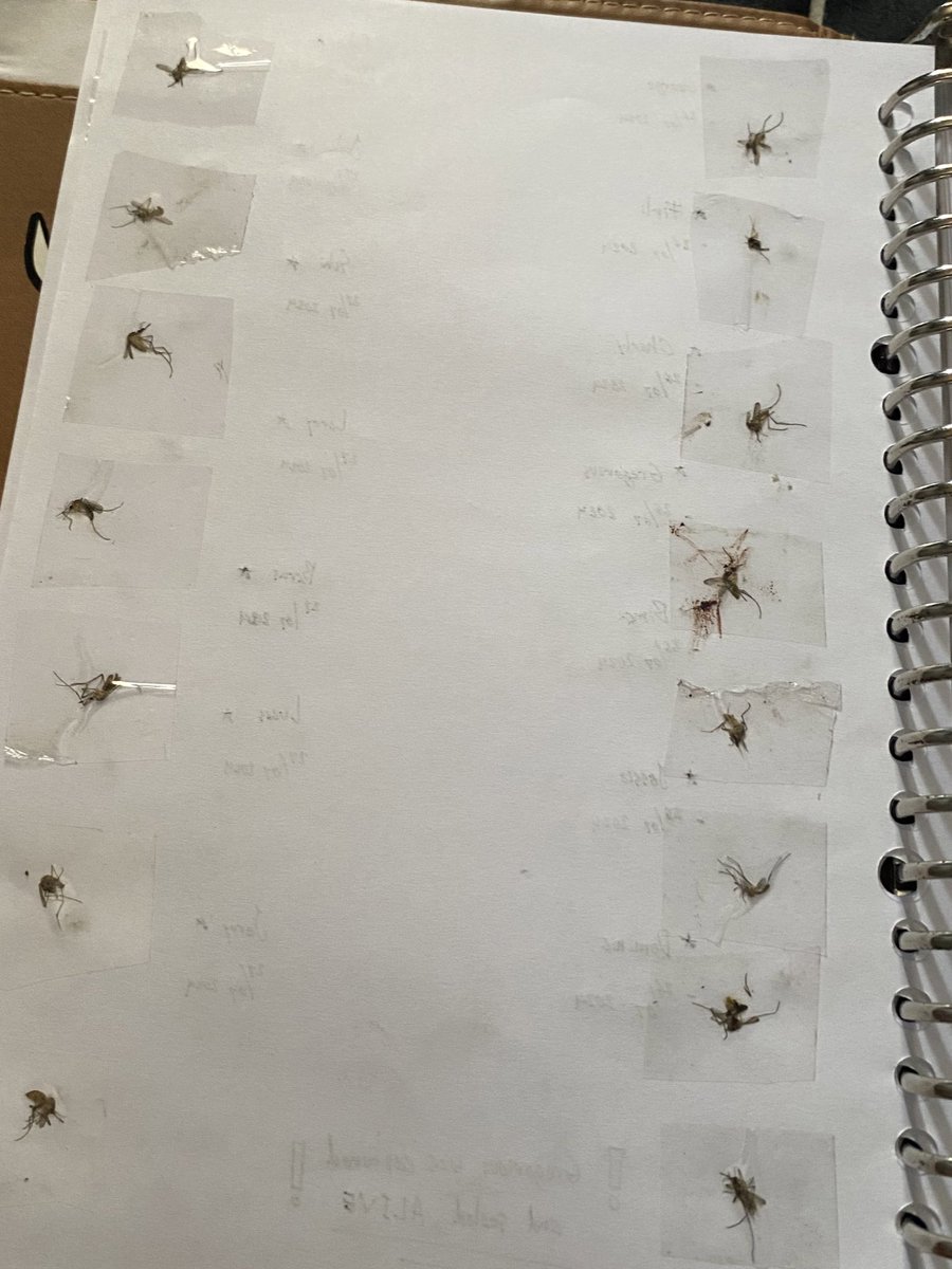 bibi บิว ✏️ *ੈ✩‧₊˚ tweet media