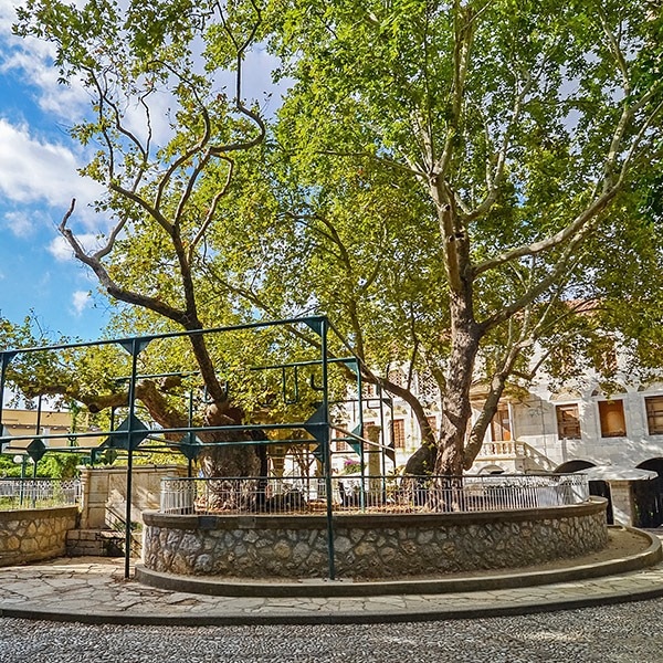 Story has it that Apostle Paul was taught under this tree. 

This is the tree of Hippocrates, the father of Medicine...