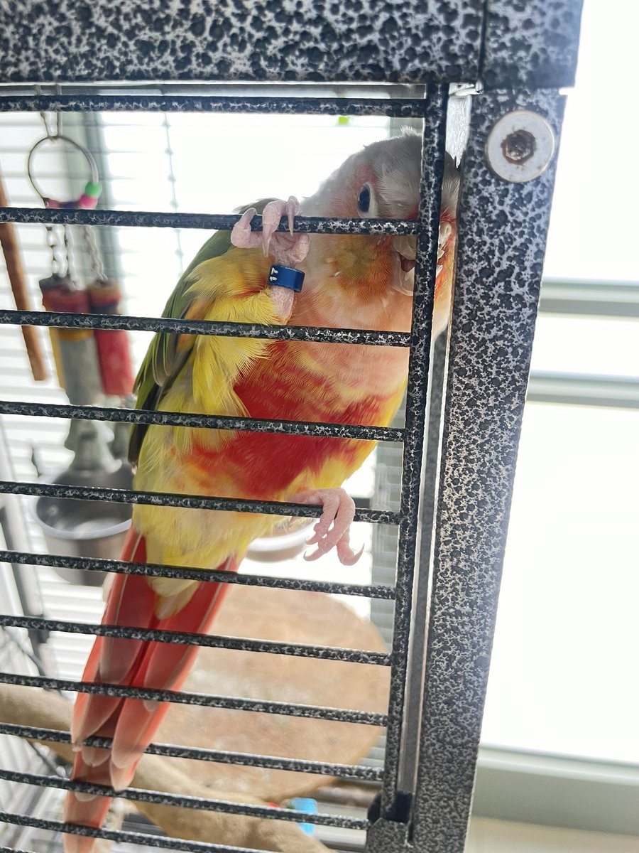 Psychologen helfen im israelischen Sderot Kindern, mit ihren traumatischen Erfahrungen nach dem Terror umzugehen. Sie setzen dabei auf die Hilfe von Tieren. Mit Vögeln können sich Kinder gut identifizieren, denn Vögel können wegfliegen, wenn Terroristen auf dem Boden angreifen.